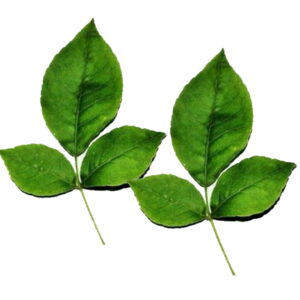 Bilva-Patra-Beil-Leaves-Bel-Patra