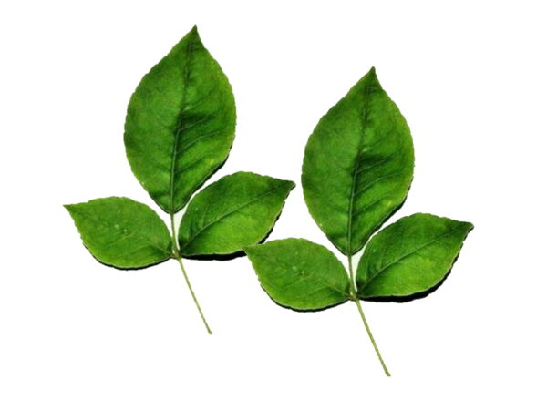 Bilva-Patra-Beil-Leaves-Bel-Patra