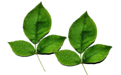 Glories of Bilva Patra (Beil Patra/Beil Leaves) in Sanatan Scriptures