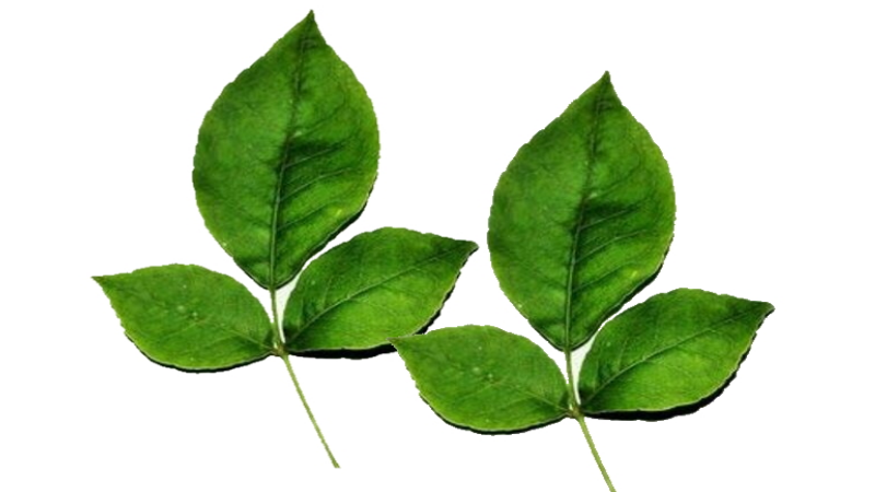 Glories of Bilva Patra (Beil Patra/Beil Leaves) in Sanatan Scriptures